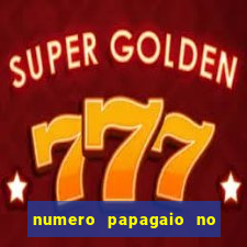 numero papagaio no jogo do bicho